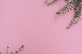 fresh green leaves. Green leaves on pink table from above with copy space, flat lay frame