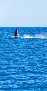 in australia a free whale in the ocean like concept of freedom 