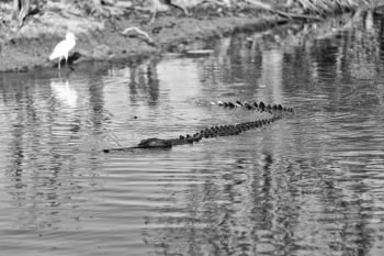 in  australia  reptile crocodile in the river pond and light