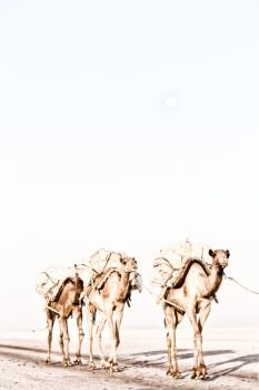 in  danakil ethiopia africa  in the  salt lake the camels carovan and landscape