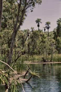 in australia mataranka  river the palm and the lake in the nature