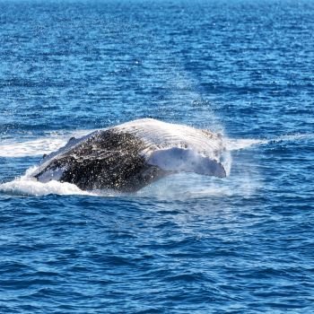 in australia a free whale in the ocean like concept of freedom 