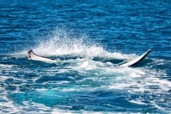 in australia a free whale in the ocean like concept of freedom . in australia a free whale in the ocean