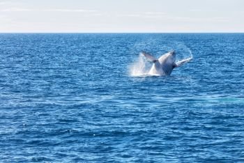 in australia a free whale in the ocean like concept of freedom . in australia a free whale in the ocean