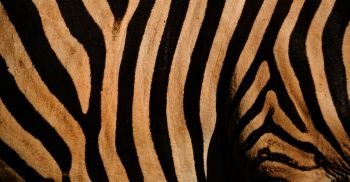 blur in south africa   kruger  wildlife    nature  reserve and  wild zebra skin abstract background