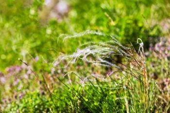 Spring landscape, field of feather grass. Mat grass on a hot summer sultry day. Mat grass on a hot summer sultry day. field of feather grass