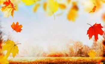 Autumn  falling leaves on nature garden or park  background with lawn, sky and colorful trees foliage, outdoor, banner