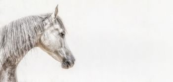 Portrait of gray arabian horse head on light background, Profile Pictures, banner