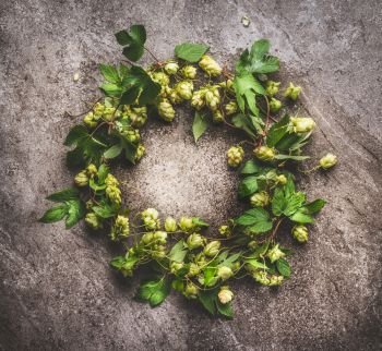 Wreath of Green hop twigs , ingredients for beer Brewing  on gray background, top view