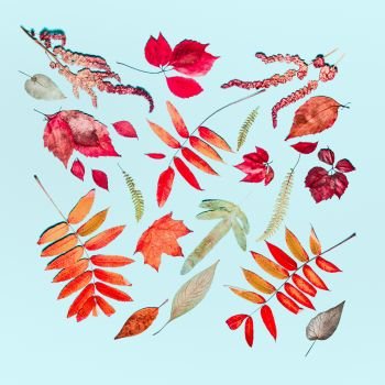 Autumn seasonal composing made of various autumn colorful leaves  turquoise blue background. Flat lay, top view