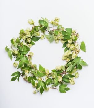 Wreath of fresh organic hops on white background, top view