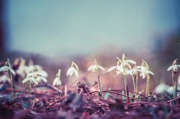 Pastel toned first sprig flowers snowdrops at outdoor nature background, front view, place for text