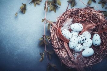 Easter background with nest of bird eggs,feathers and spring twigs , top view, place for text. Blue toned, top view