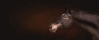 Beautiful black horse head, portrait in profile, expressionally looking at the camera on dark background, place for text, banner or template