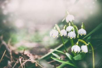 Pretty lily of the valley at spring nature background. Dreamy soft focus effect.