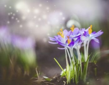 Beautiful springtime nature background with purple crocus blooming and bokeh. Dreamy soft focus effect.