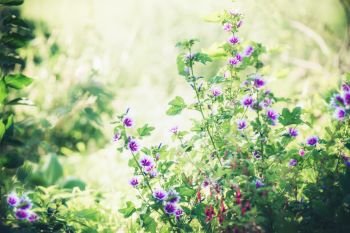 Beautiful purple hollyhocks flowers in summer garden, outdoor nature