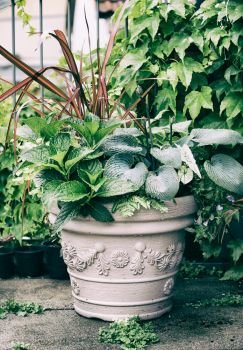 Various ornamental green plants in flower pot with hosta and red ornamental grass on balcony