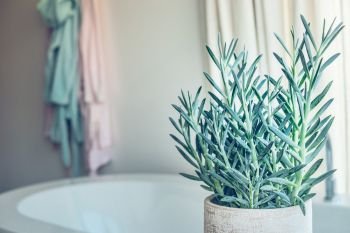 House green plant succulent  Senecio serpens or Blue Chalksticks in bathroom, close up