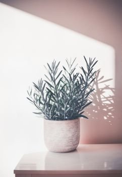 Succulent  Senecio serpens or Blue Chalksticks in pot on white table at wall background, House plant and interior concept