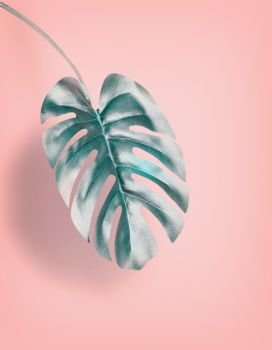 Tropical hanging Monstera leaf at pastel pink background, summer background with copy space for design