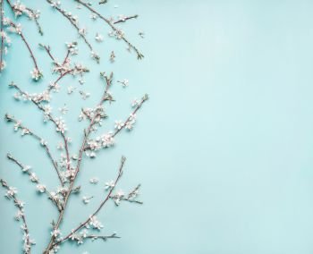Turquoise blue background with spring  cherry blossom branches, top view, flat lay. Creative springtime layout