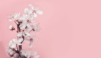 White cherry blossom at pastel pink background, spring nature and holidays layout