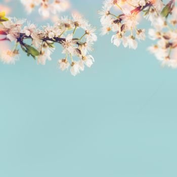 White cherry blossom at blue background, spring time nature
