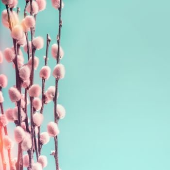 Pastel pink pussy willow branches at turquoise background