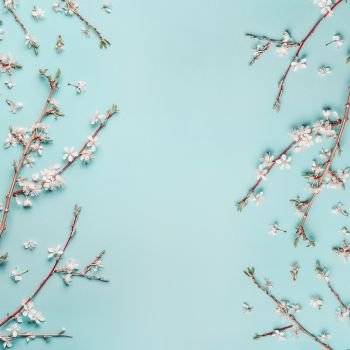 Springtime background with cherry blossom twigs on blue desktop, top view, frame, flat lay