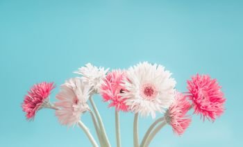 Beautiful pastel flowers bunch at blue background, front view
