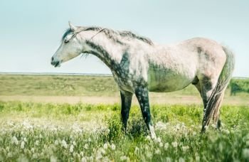 Arabian purebred stallion horse on summer pasture