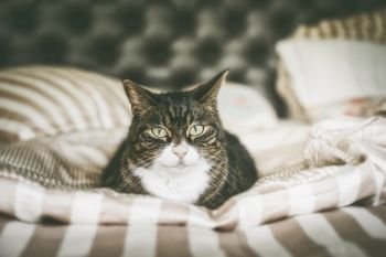 Domestic cat resting in bed and looking at camera