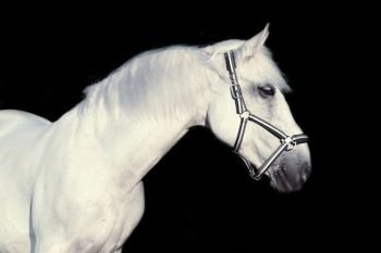 portrait of Lipizzaner horse at black background