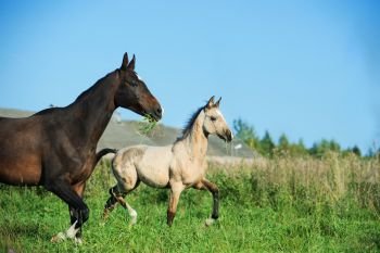 running purebred akhal-teke foal with mom on field