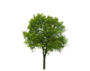 Colored Silhouette Tree Isolated on White Backgorund. Vector Illustration. EPS10. Colored Silhouette Tree Isolated on White Backgorund. Vector