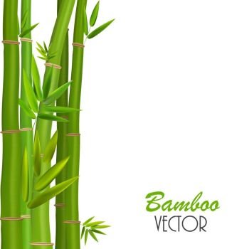Colorful Stems and Bamboo Leaves. Vector Illustration. EPS10. Colorful Stems and Bamboo Leaves. Vector Illustration