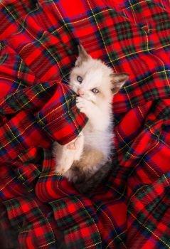 Young kitty in a plaid cloth 