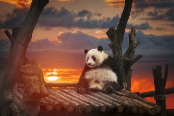 Big panda sitting in a bamboo forest. Big panda 