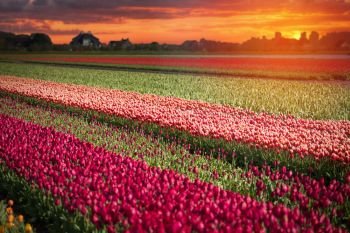 pink, red and orange tulip field in North Holland during spring. pink, red and orange tulip field in North Holland 