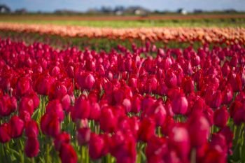 pink, red and orange tulip field in North Holland during spring. pink, red and orange tulip field in North Holland 