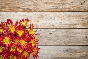 rustic barn wood background with a bouquet of fall mums and copy space