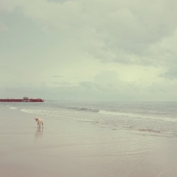 One old dog alone on the sand beach with copy space, retro filter tone 