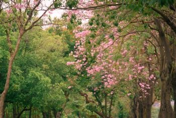 Beautiful Pink Trumpet flower tree or Tabebuia heterophylla, vintage effect 