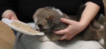 Feeding of cute newborn Akita Inu puppy