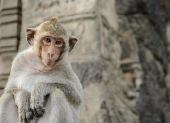 Portrait of lonely monkey sitting in ancient temple,Thailand