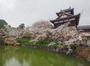 Koriyama Castle  with Cherry blossoms in Nara