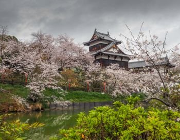 Koriyama Castle  with Cherry blossoms in Nara