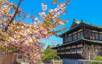 Traditional Japanese building with cherry blossoms in Nara Japan.
