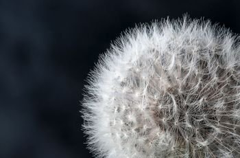 Closeup of dandelion seeds on black background